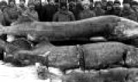 Marvel at 10 historical photos that have never been revealed