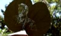 Marvel at portraits of photos engraved on leaves