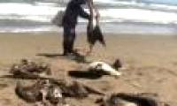 Massive sea birds die in Peru