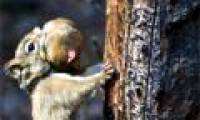 Maternal care is stressed because it helps to increase the chances of survival when overcrowding