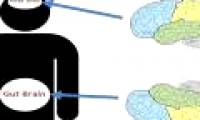 Maybe you don't know: Our bodies have two brains!