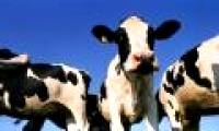 Measure cow's emissions to combat climate change