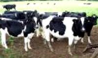 Measurement of methane emitted from cows