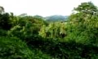 Measuring carbon to save tropical forests