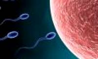 Mechanism to control sperm activity, promising birth control pills for men