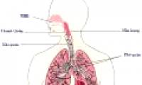 Mechanism to fight infections of the immune system