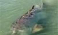Meet giant 2.7m long grouper, weighs 400kg