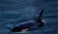 Meet the hundred-year-old whale, the longest living in the world