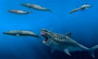 Megalodon sharks can eat killer whales