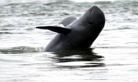 Mekong River Treasure: Extremely rare in the world, protected by police 24/7, related to 'ocean killer'