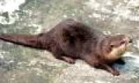 Melting the heart with the extremely cute otter of Vietnam