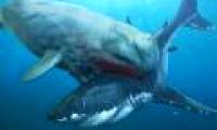 Melvillei Ancient Whale - A nightmare of super shark Megalodon
