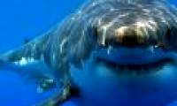 'Memorable' and 'smart' like sharks