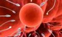 Men also reduce fertility after age 35