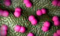 Meningococcal disease quickly kills the patient's life