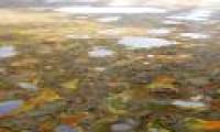 Mercury is encroaching into the human food chain