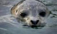 Mercury pollution hurts seals