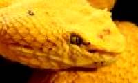 Messages from animal colors