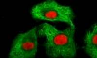 Method of destroying cancer cells by temperature