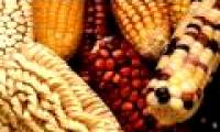 Mexican people planted corn 10,000 years ago