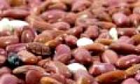Mexico successfully bred a new variety of beans rich in folic acid