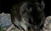 Mice are immune to scorpion venom