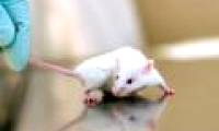 Mice are kind and sympathetic than we think