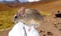 Mice live on the top of a volcano nearly 7000m high
