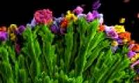 Microbiology world through microscopy