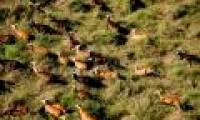 Migration of large mammals is gradually disappearing