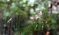 Millions of flying spiders invade the east coast of the United States