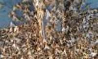 Millions of moths surround the village in Australia