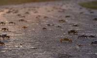 Millions of red crabs migrate to the Gulf of Cuba