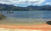 Millions of red lobster dyed the beach