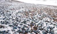 Millions of strange blue creatures wash up on American shores