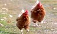Millions of years later, the next generation will understand that the Earth is dominated by ... chickens