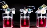 Mini hearts are cultivated as trees in Hong Kong and the future of the pharmaceutical industry