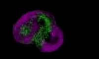 Mini human brain culture to test hallucinogens