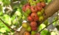Miraculous plants know
