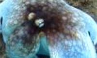 Miraculous stealth of octopus in the Caribbean Sea