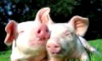 Misunderstandings about pigs that people have