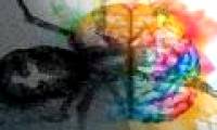 MIT finds a neural circuit that restricts fear phobia