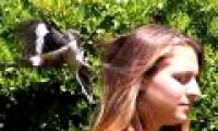 Mockingbirds can recognize a face among the crowd