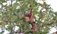 Modern apple tree is a hybrid of at least 4 wild apples