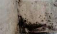 Mold can cause respiratory disease