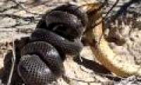 Mole snakes escaped death by squeezing the South African cobra's head