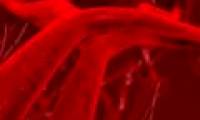 Molecule controls blood vessel growth