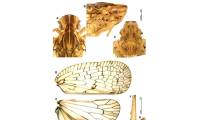Monitoring natural habitat change from the discovery of 2 new cicada species