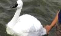 Monitoring pollution with swan robots in Singapore