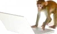 Monkey controls the touch screen